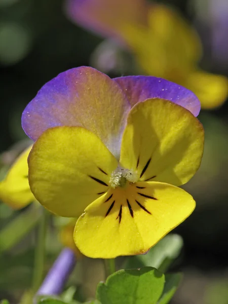 Viola-cornuta Híbrido na primavera, Pansy com chifres, Violeta com chifres — Fotografia de Stock