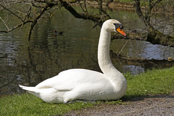 Mute swan (Cygnus olor) rests at a pond in Germany — Stock Photo, Image