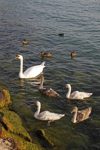 Genç kuğular ve ördekler ile sessiz kuğu aile (kuğu rengi) — Stok fotoğraf