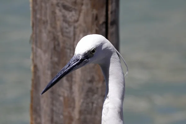 Egretta garzetta - Czapla nadobna w Wenecji, Włochy, Europa — Zdjęcie stockowe