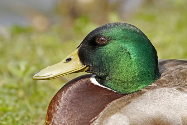 Anas platyrhynchos - Stockente, männliche Ente mit grünem Gesicht — Stockfoto