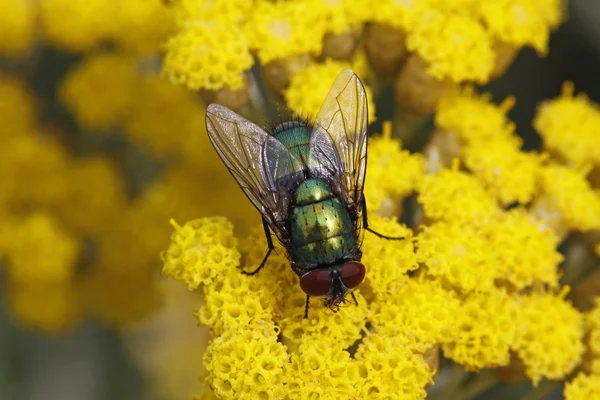 Lucilia sericata, Greenbottle fly on Yarrow bloom — Stock Photo, Image