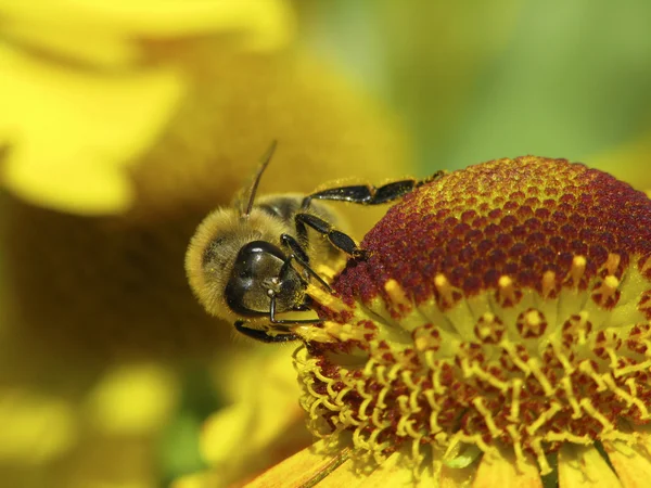 Abelha melífera ocidental, abelha melífera europeia (Apis mellifica ) — Fotografia de Stock