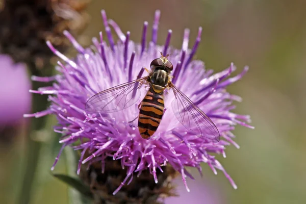 Reçel sineği, kahverengi knapweed syrphid anında — Stok fotoğraf