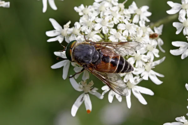 Hoverfly na visita da flor, Alemanha, Europa — Fotografia de Stock