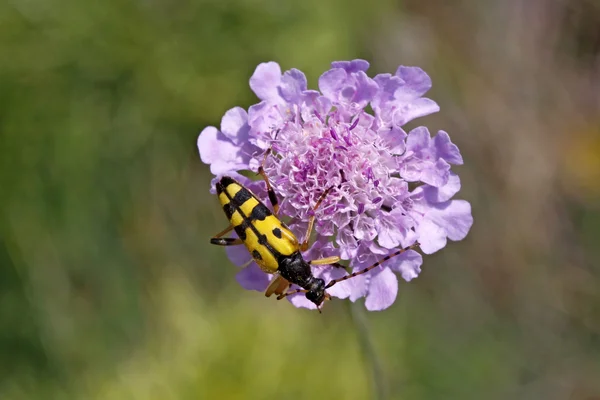 Strangalia maculata beetle na kwiat scabious — Zdjęcie stockowe