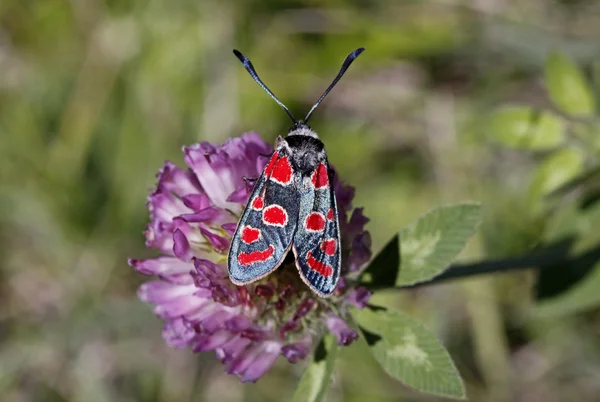 Zygaena carniolica, burnet vlinder uit Italië — Stockfoto