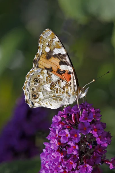 Painted lady motyl, Rusałka Osetnik (cynthia Osetnik) — Zdjęcie stockowe