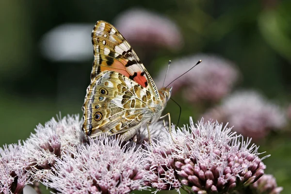 Geverfde Dame vlinder (vanessa cardui), Duitsland — Stockfoto