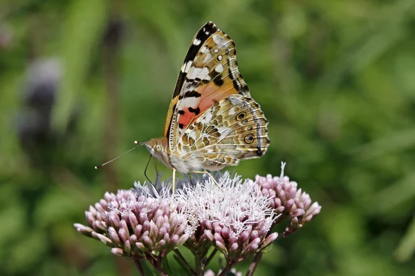 Painted lady motyl (Rusałka Osetnik), Niemcy — Zdjęcie stockowe