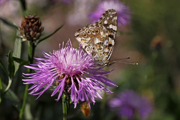 Vanesssa cardui, Senhora pintada borboleta em Centaurea — Fotografia de Stock