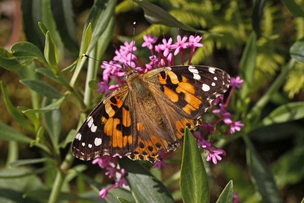 Vanessa cardui, Painted Lady butterfly в Италии, Европе — стоковое фото