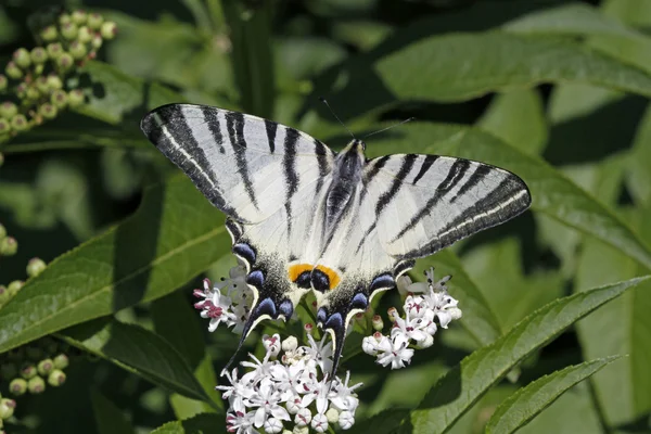 Scarce Swallowtail butterfly in summer, Iphiclides — Stock Photo, Image