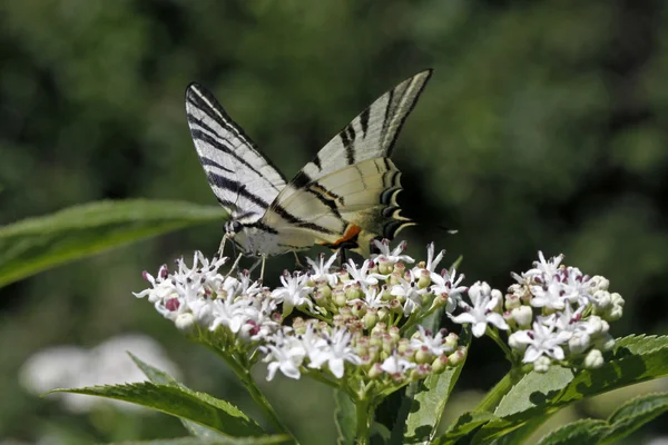 Scarce Swallowtail butterfly in summer, Iphiclides — Stock Photo, Image