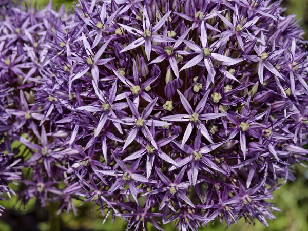 Närbild av en purjolök blomma (Allium) — Stockfoto