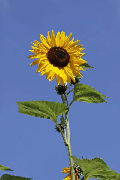 Sonnenblume - helianthus annuus — Stockfoto