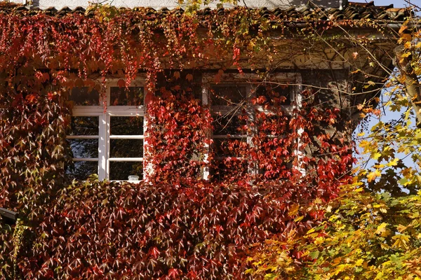 Casa parede com trepadeira japonesa na Alemanha — Fotografia de Stock