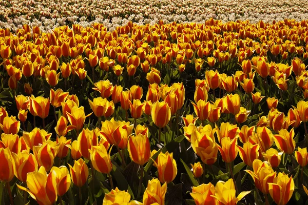 Tulipánové pole poblíž Noordwijkerhout, Jižní Holandsko — Stock fotografie