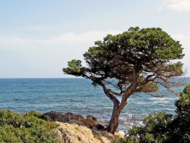 çam deniz, san teodoro, gallura, Sardunya, İtalya