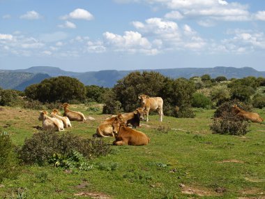 Cows in the southeast of Sardinia near Armungia, Italy clipart