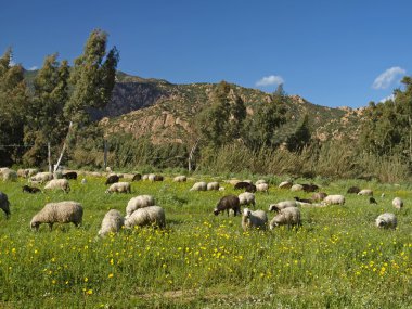 san priamo, İtalya yakın koyun sürüsü, Sardunya