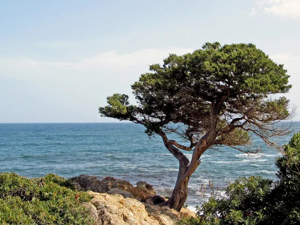 Сосна на берегу моря, Сан-Теодоро, Галлура, Фелиния, Италия — стоковое фото