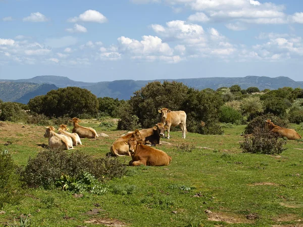 Krowy w południowo-wschodniej części Sardynii, w pobliżu armungia, Włochy — Zdjęcie stockowe