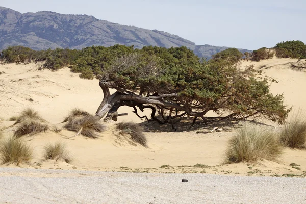 Piscinas, paisaje de dunas en la Costa Verde, Italia —  Fotos de Stock