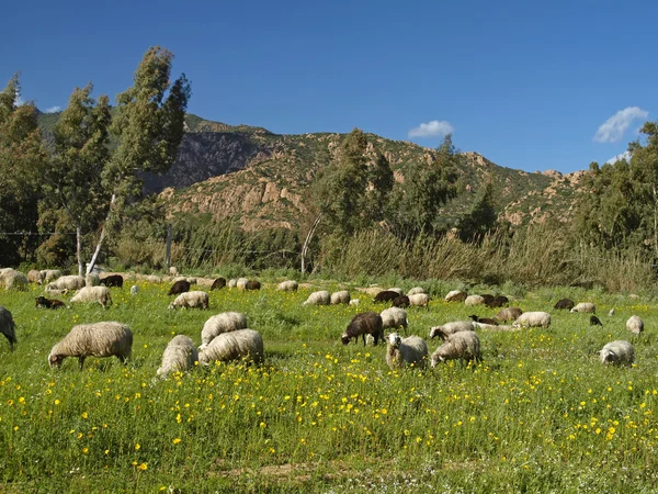 Sardinië, kudde schapen in de buurt van san priamo, Italië — Stockfoto
