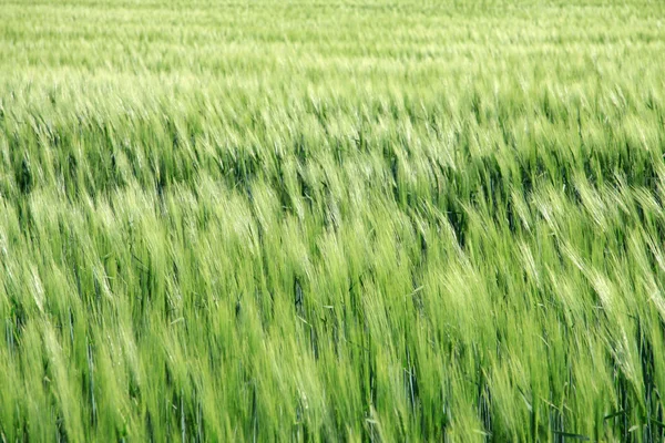 Поле молодой пшеницы — стоковое фото