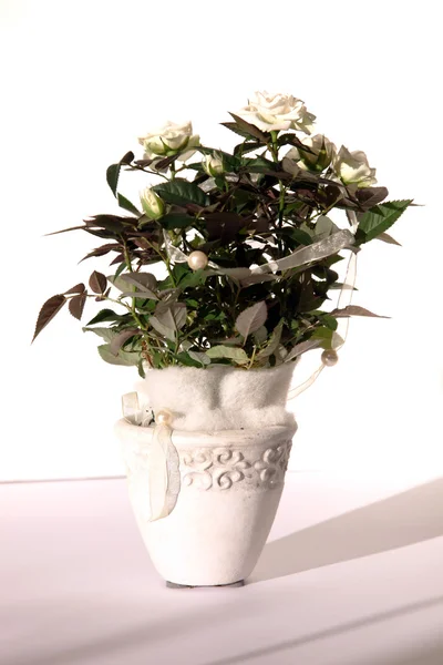 Rosas brancas em vasos — Fotografia de Stock