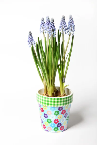Lavender colored pot — Stock Photo, Image