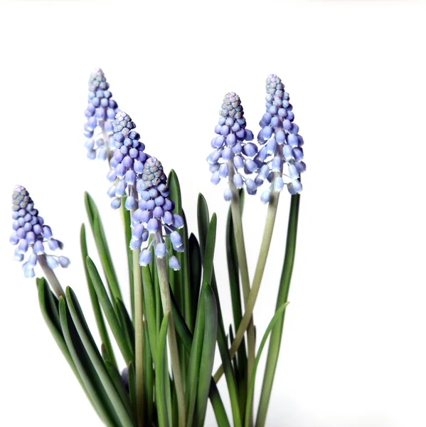 Lavendel - närbild — Stockfoto