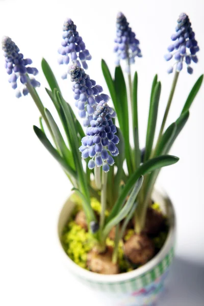 Closeup of lavender in a colorful pot — Stock Photo, Image