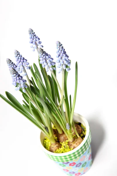 Lavendel i en färgglad kruka från ovan — Stockfoto