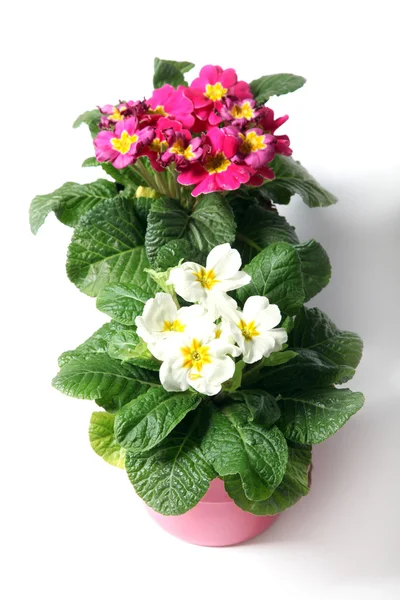 Spring primroses against a white background — Stock Photo, Image