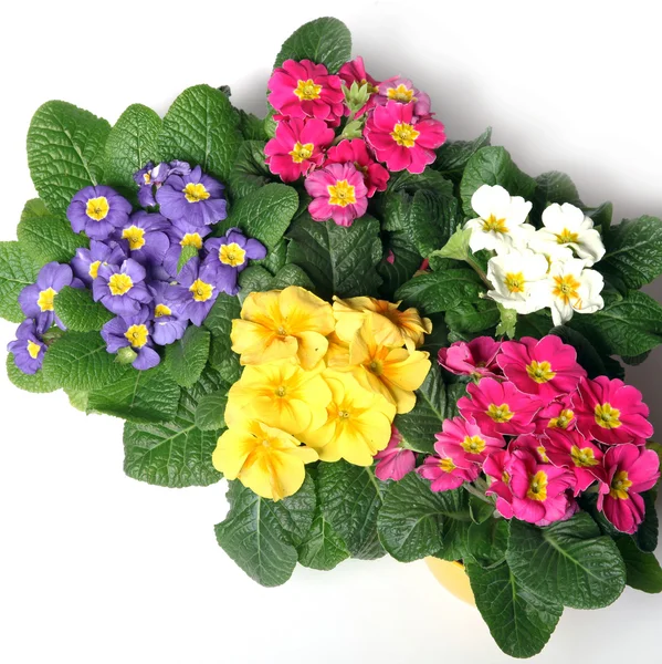 Kleurrijke Primula vanaf de top — Stockfoto