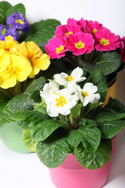 Colorful primroses in colorful pots — Stock Photo, Image