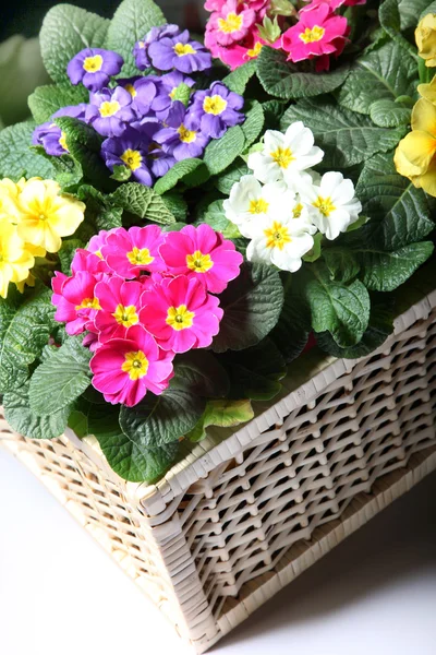 Kleurrijke Primula in de mand — Stockfoto