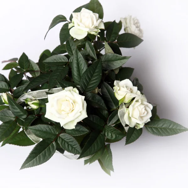 Rosas blancas desde la parte superior — Foto de Stock