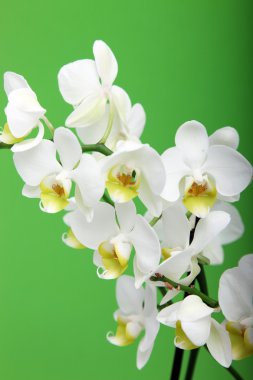 Spray Of White Orchids clipart