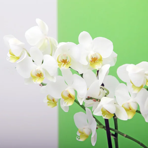 Orchidee bianche decorative — Foto Stock