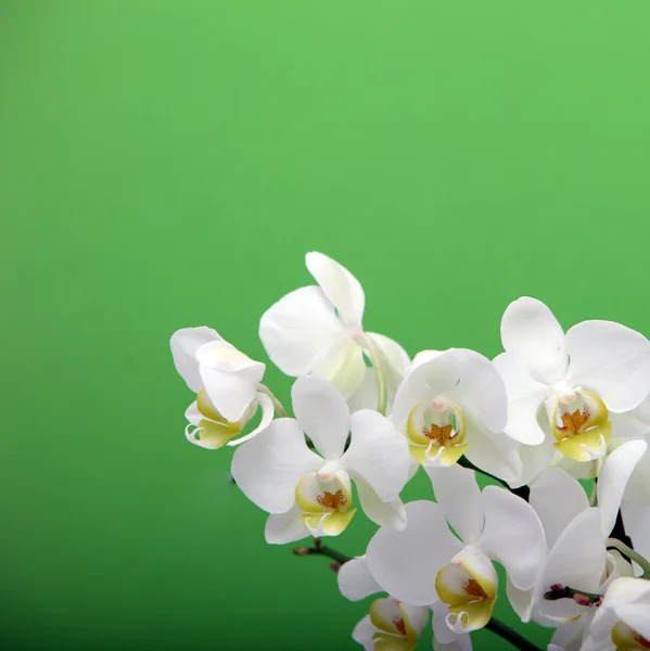 White Cymbidium Orchids — Stock Photo, Image