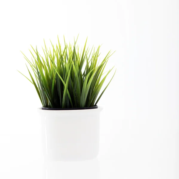 Grama verde jovem fresca em vaso — Fotografia de Stock