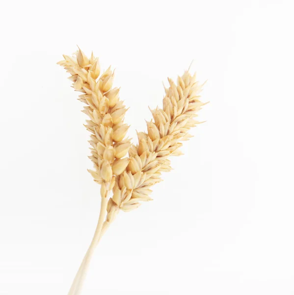 Колосья спелой пшеницы — стоковое фото