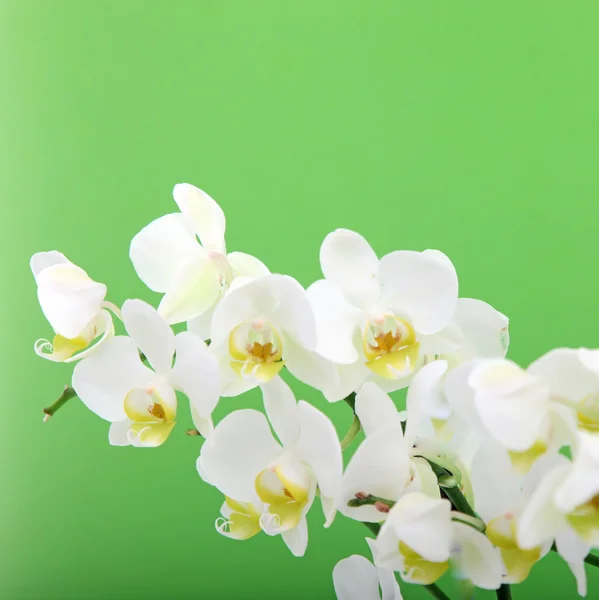 Koriste tuoreet valkoiset orkideat — kuvapankkivalokuva