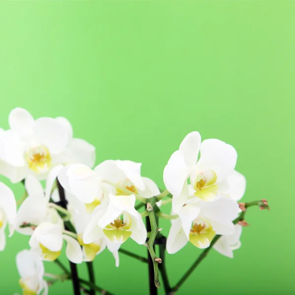 Ramo de orquídeas frescas —  Fotos de Stock