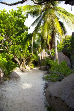 Ein weg mit tropischen palmen