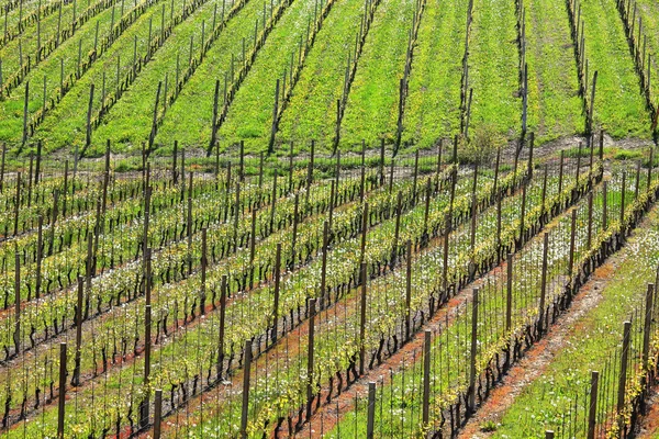 Winnice na wiosnę. Piemontu, Włochy. — Zdjęcie stockowe