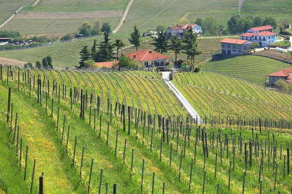 Vingårdarna i Piemonte på våren. norra Italien. — Stockfoto